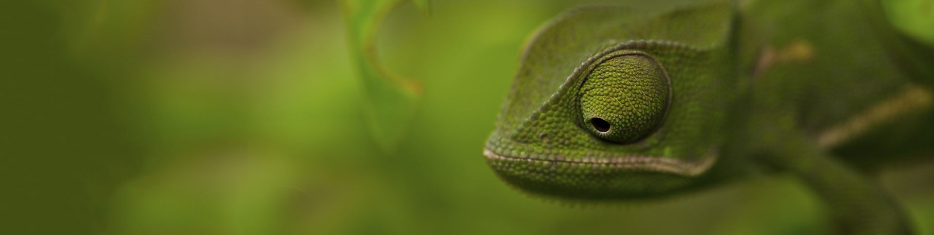 Дух приспособляемости